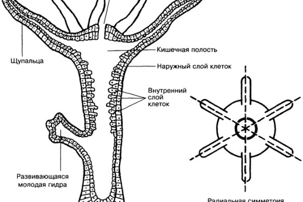 Как пополнить счет кракен